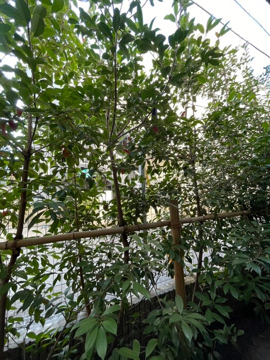 物件内観写真17　(室内からの展望)