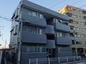 ステラ向井