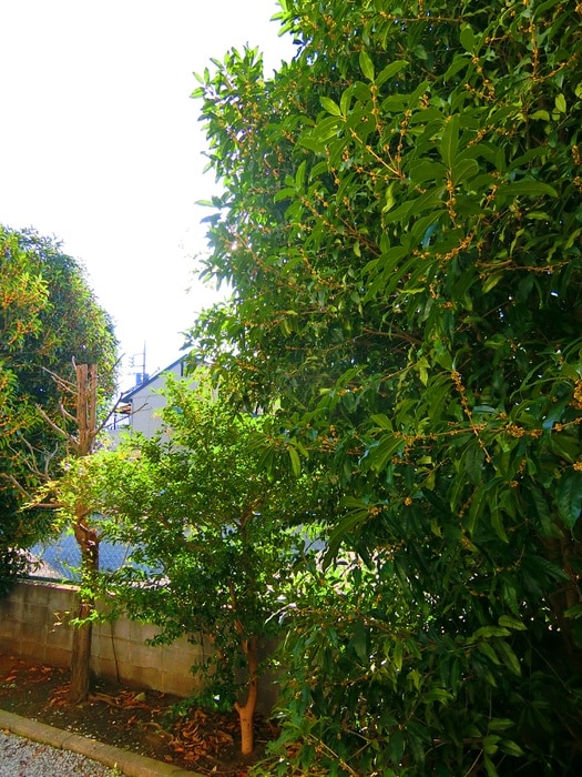 物件内観写真20　(室内からの展望)