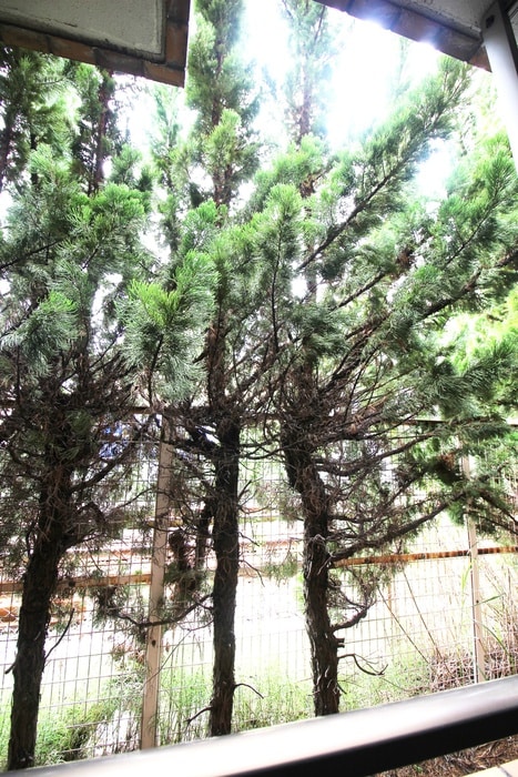 物件内観写真16　(室内からの展望)