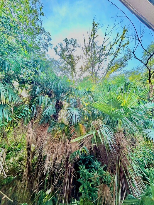 物件内観写真14　(室内からの展望)