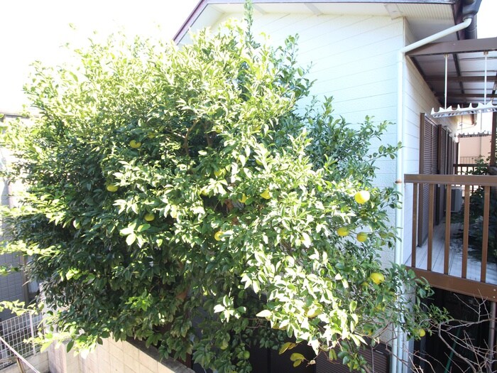 物件内観写真18　(室内からの展望)