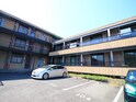 メタセコイヤ