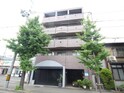 ゴールドクレスト
