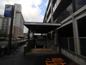 メイプルアーリー