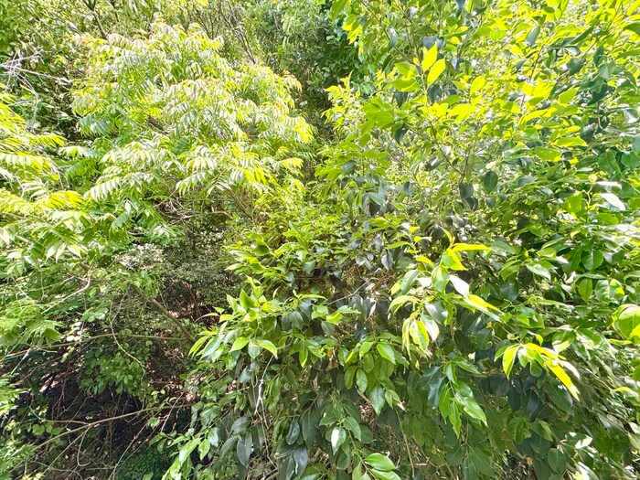 物件内観写真16　(室内からの展望)