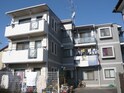 ブルースカイ原木