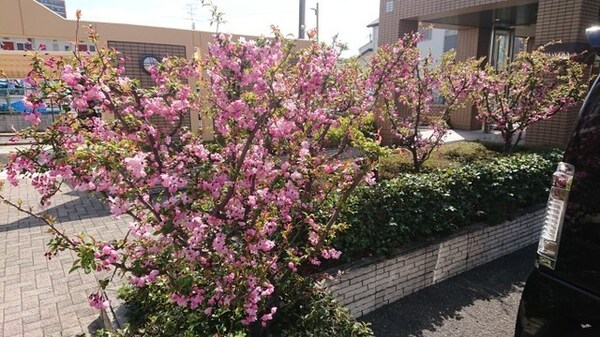 植栽
