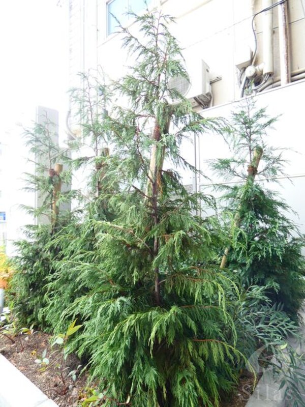 植栽