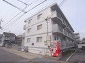 ヴェルデ夜苗