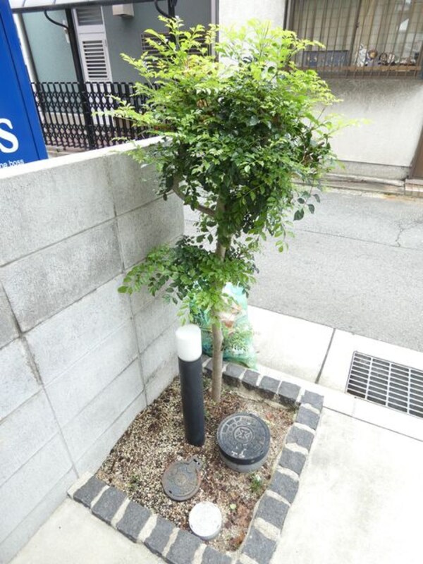 植栽