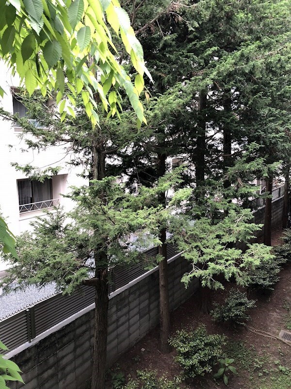 庭