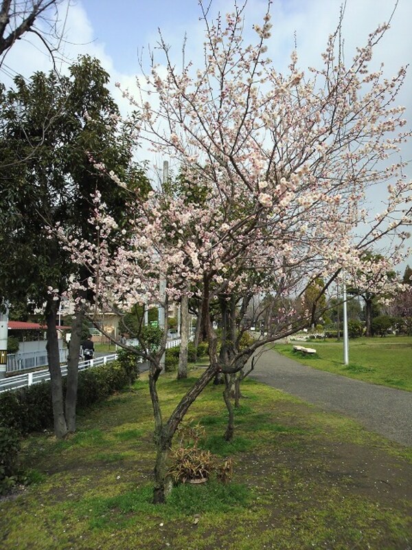 周辺環境(緩衝緑地公園 366m)