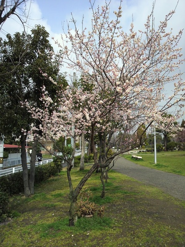 周辺環境(緩衝緑地公園 243m)