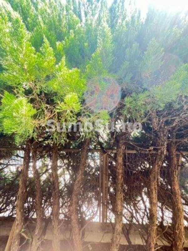 庭