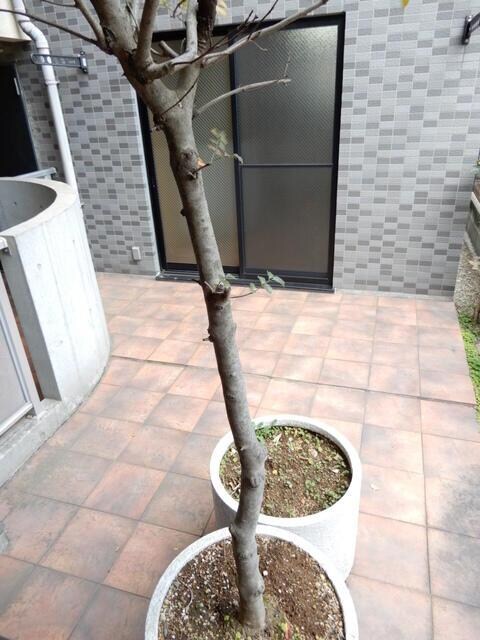 物件外観写真3　(エントランス植栽 )