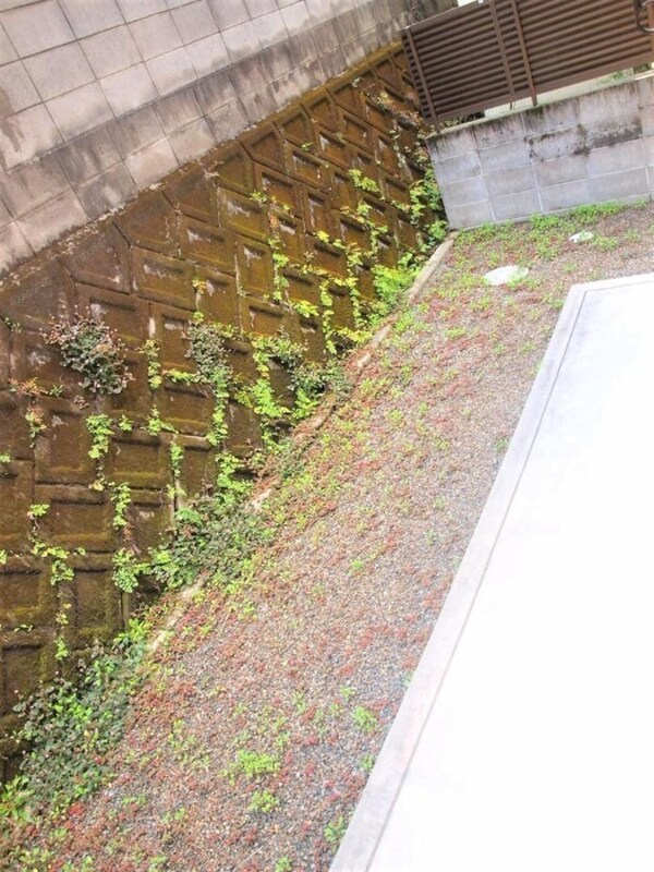 庭