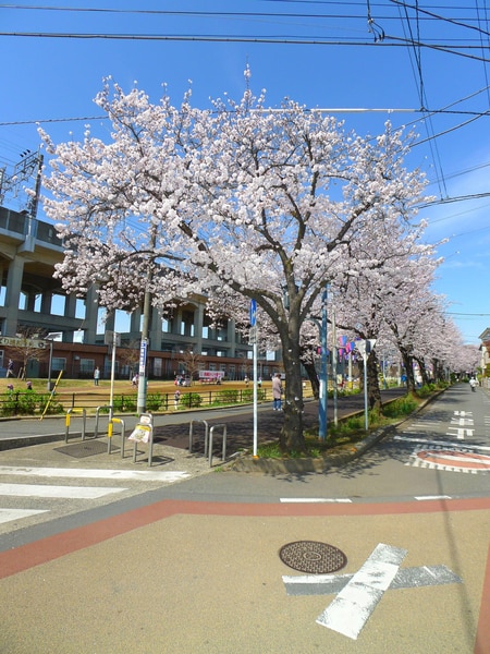 武蔵浦和駅から別所沼公園まで花と緑の散歩道が通っており、散歩にオススメ！！☆春は桜がキレイです☆