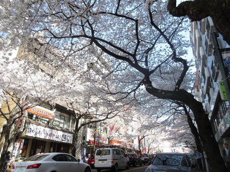 駅前から続く桜並木は鷺沼駅の見どころの一つです。春には桜祭りも開催されとても賑やかです。
