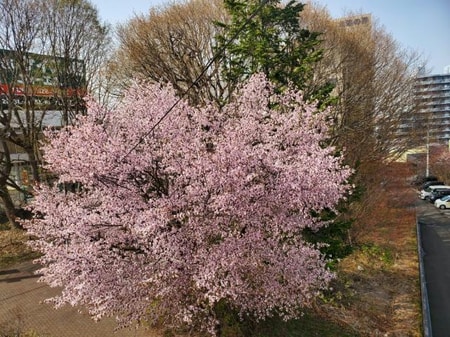 エイブル清田店そばの桜が満開です♪