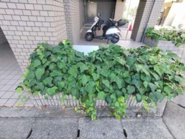 植栽