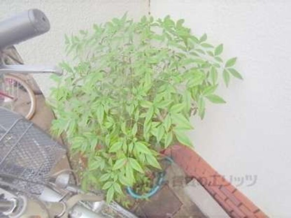 植栽
