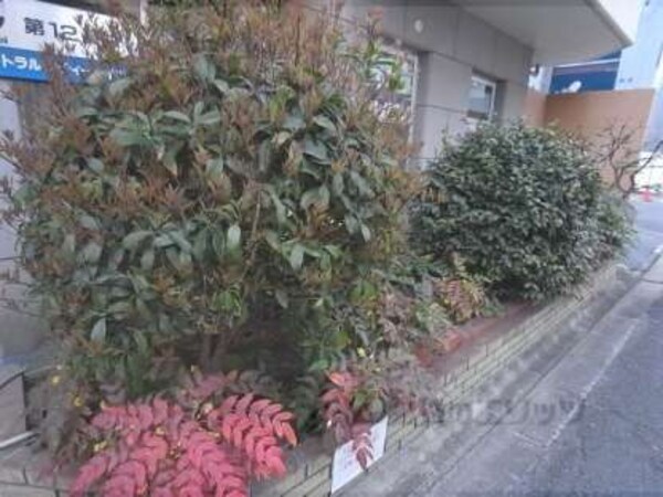 植栽