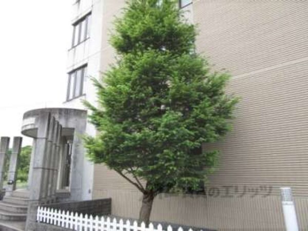 植栽
