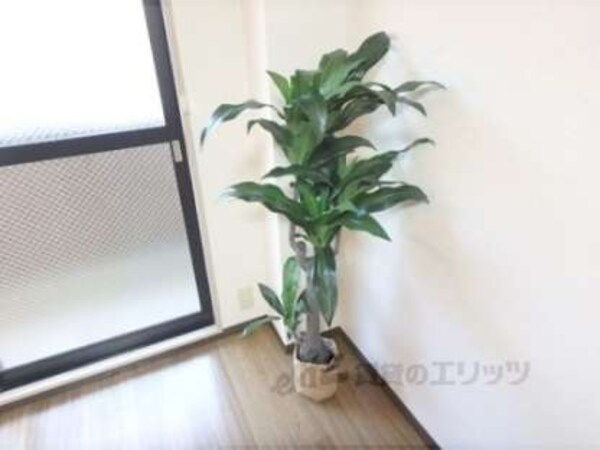 観葉植物
