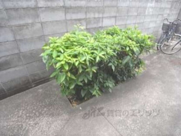 植え込み
