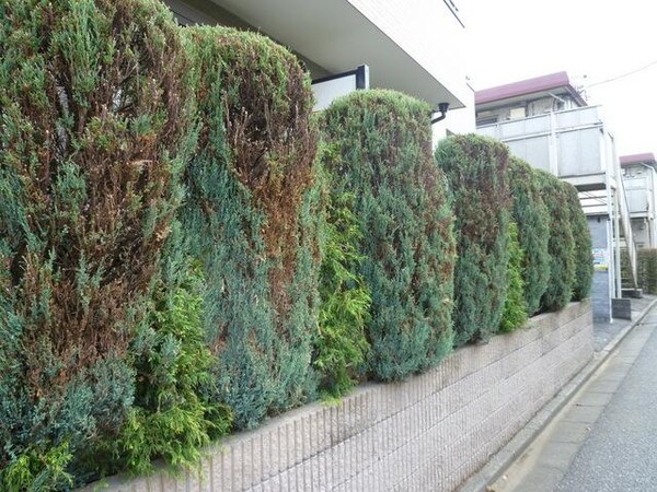 エントランス(★植栽★)