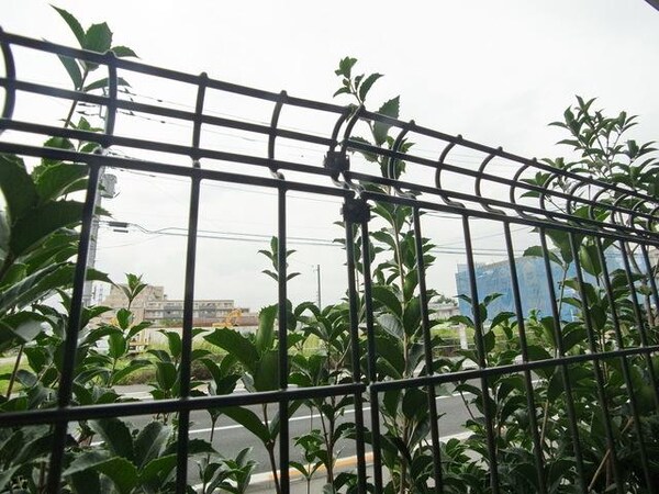 眺望(♪緑が茂ります♪)