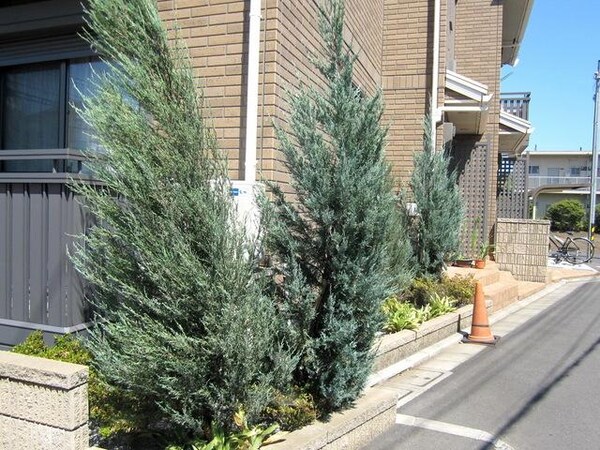 共有部分(☆外観周りの植物です☆)