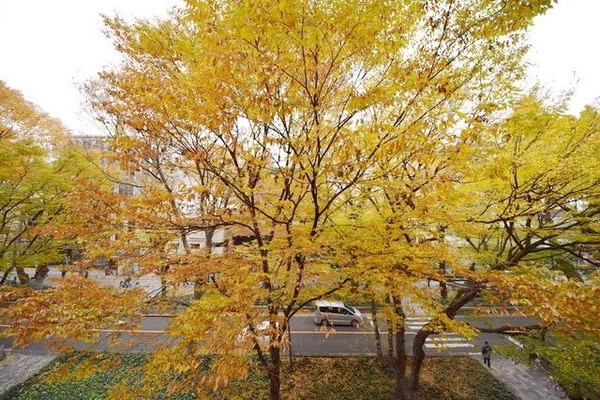 眺望(★秋は紅陽、春は桜を楽しめます★)