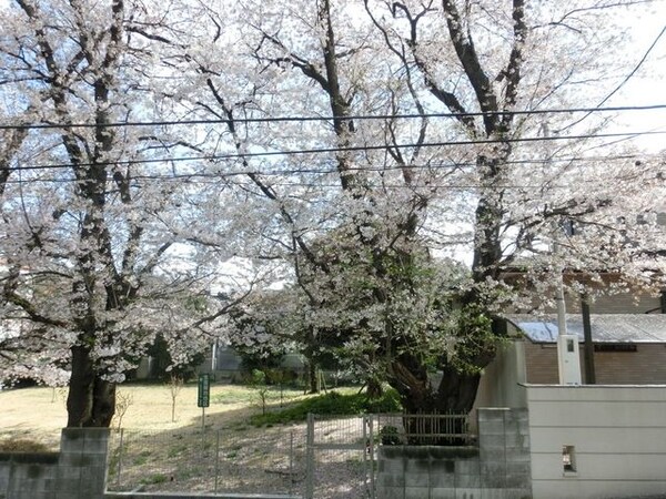 眺望(★お部屋の前の桜★)