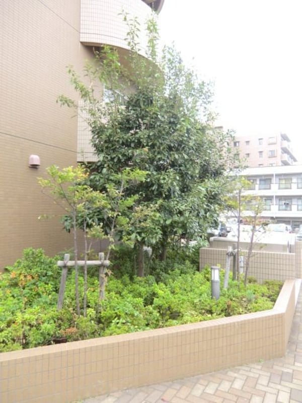 庭(緑も豊かです)