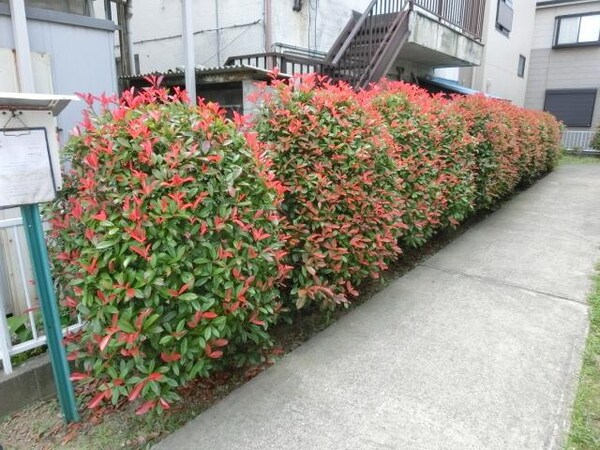 その他(キレイに整備された植栽)