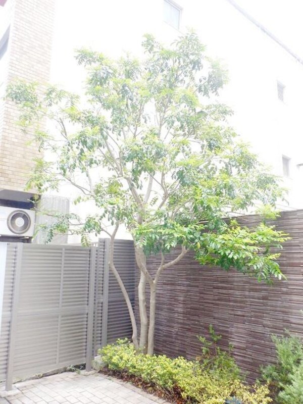 庭