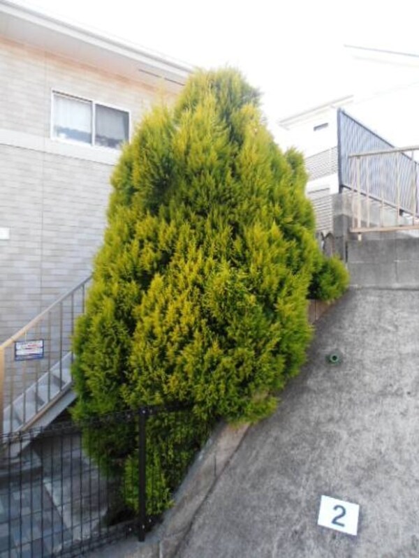 その他(☆植栽☆)