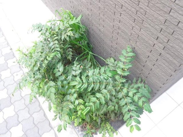 庭(植栽)