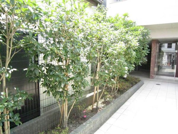 庭(エントランス前植栽)