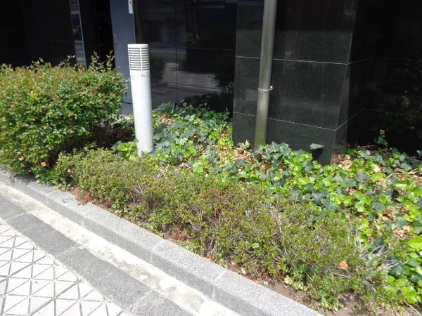 庭(植栽)