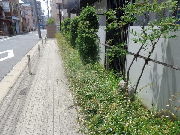 庭(植栽)