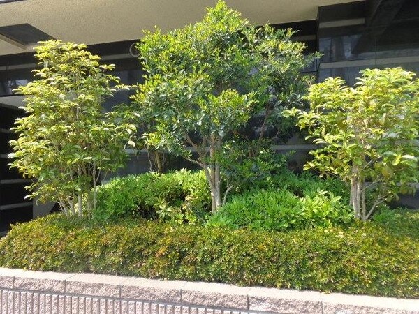庭(植栽)
