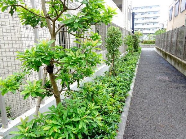 庭(植栽)