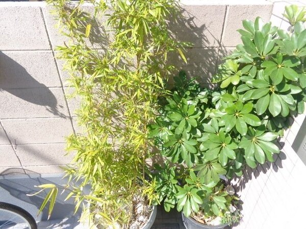 庭(植栽)
