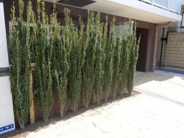 庭(植栽)