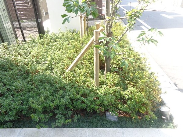 庭(植栽)