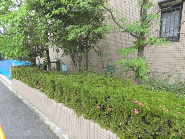 庭(植栽)