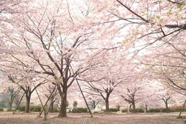 その他(清澄公園[700m])